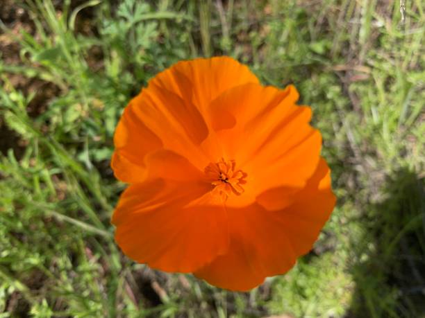 istock California poppy Superbloom 1136385647