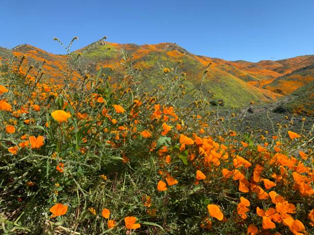 istock California poppy Superbloom 1136385671