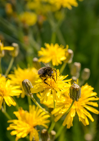 Photo of a bee on a yellow dandelion.