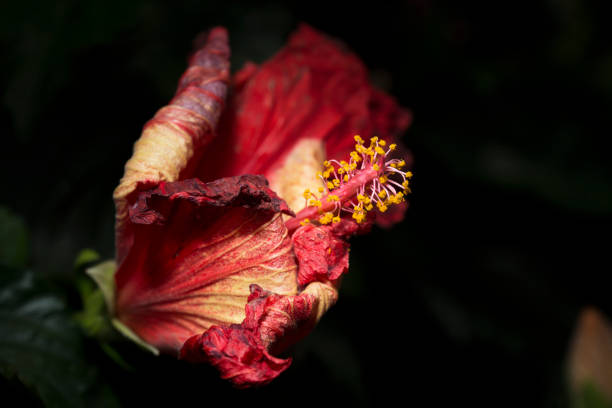 暗い背景の枯れたハイビスカス - stem pollen hibiscus beauty in nature ストックフォトと画像