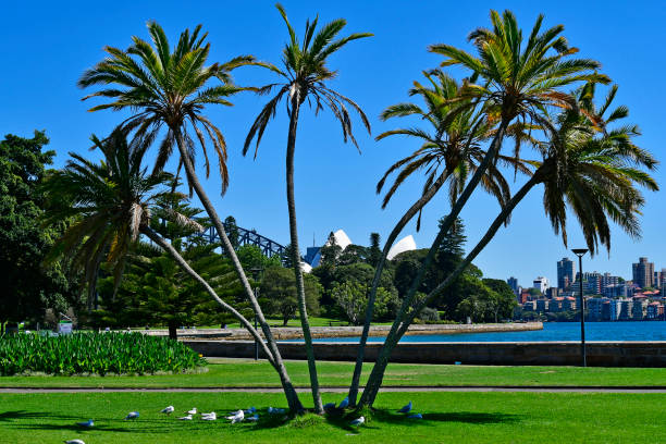Australia, view from Royal Botanic Garden via Farm Cove with Sydney Opera and Harbor Bridge in background