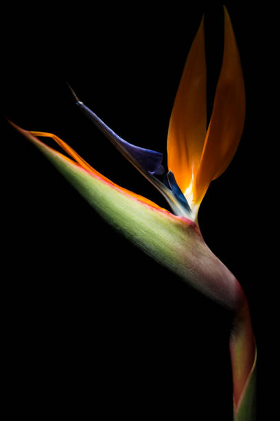 Bird of Paradise Flower (Sterlizia) in the black background Bird of Paradise Flower (Strelitzia reginae) in the black background. pride of barbados flower stock pictures, royalty-free photos & images
