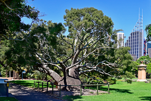 Australia, old Queensland bottle tree in public Royal Botanic Garden with choragic monument of Lysicrates and office buildings