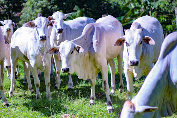 Picture of rural region stock photo