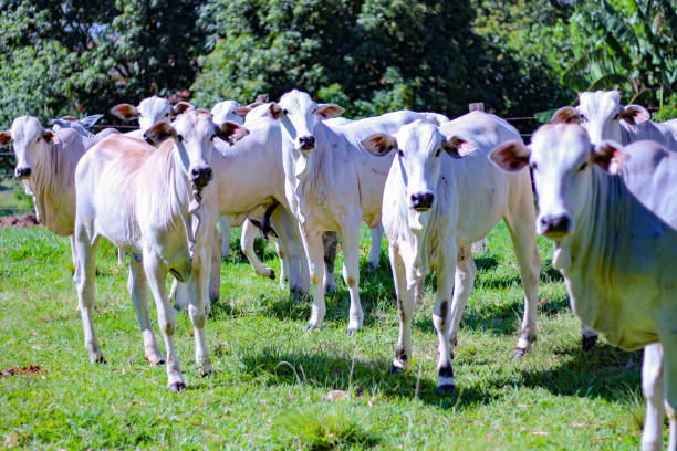 Picture of rural region stock photo