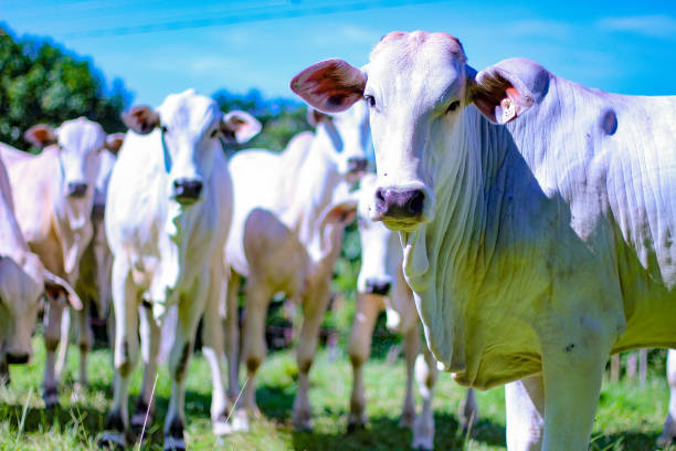 retrato da região rural - boi brasil - fotografias e filmes do acervo