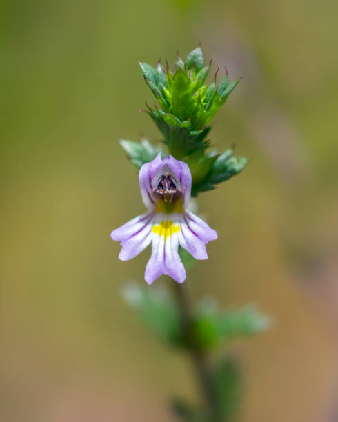 Euphrasia flower extreme close-up Macro photo of little tiny beautiful colorful odd wild flower eyebright stock pictures, royalty-free photos & images