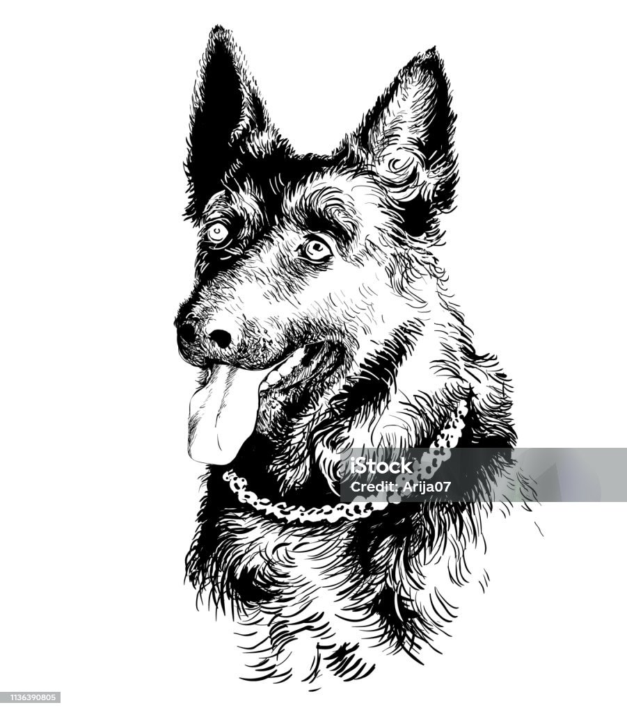 Dog German shepherd portrait Dog German shepherd portrait. Hand drawn vector illustration Drawing - Art Product stock vector