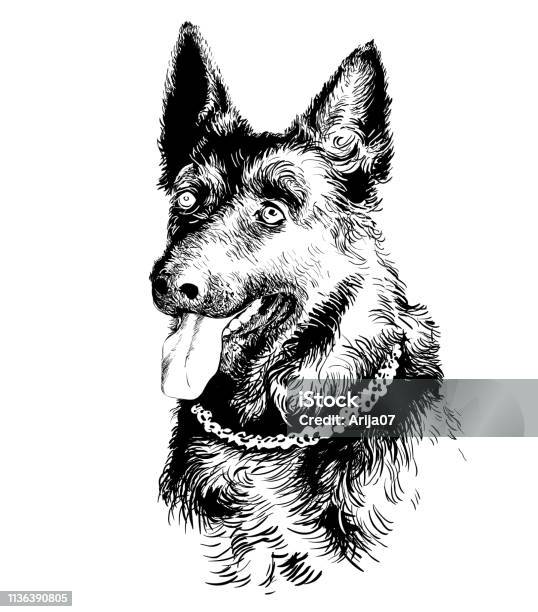 Dog German Shepherd Portrait Stock Illustration - Download Image Now - Drawing - Art Product, Dog, Black And White