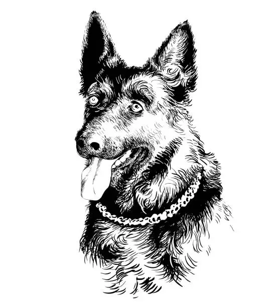 Vector illustration of Dog German shepherd portrait