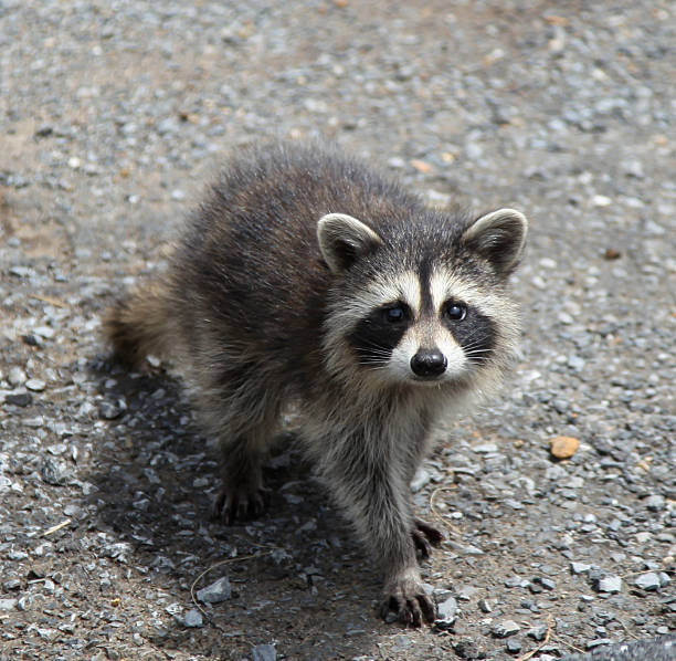 istock Young raccoon looks at camera 113639201