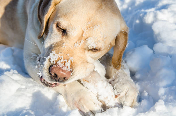 istock labrados nibbles stick in winter 1136392434