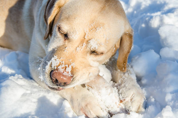 istock labrados nibbles stick in winter 1136392438