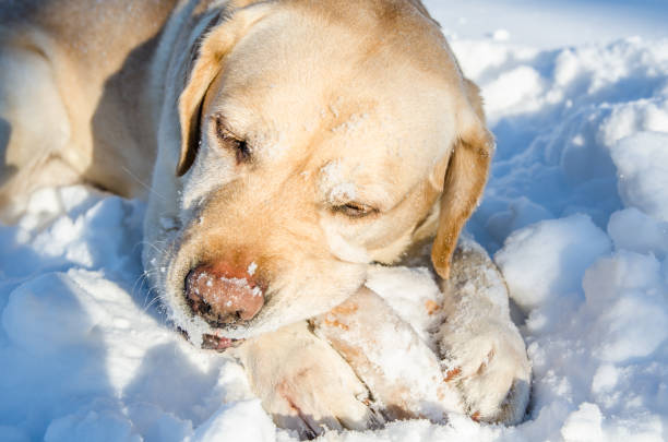 istock labrados nibbles stick in winter 1136392440