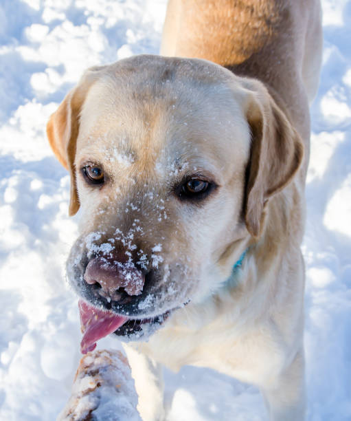 istock Labrador Retriever in the snow 1136392590