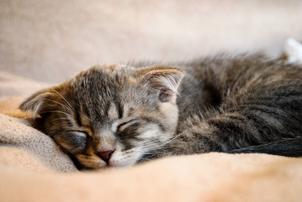 istock Little scottish fold kitten sleeping on the bed 1136392700