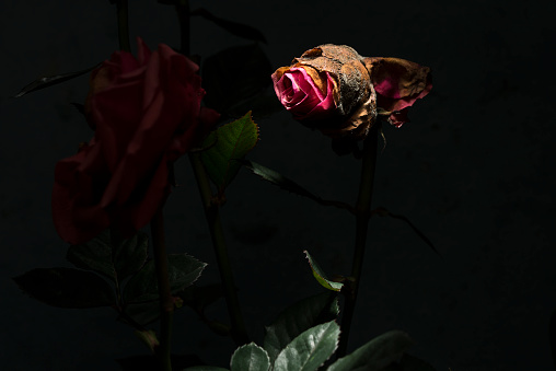 Roses withered on dark background