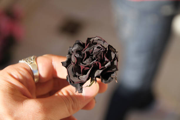 Black Rose from Halfeti - Turkey Black Rose from Halfeti - Turkey halfeti stock pictures, royalty-free photos & images