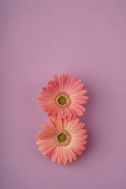 istock women day template with daisy flowers on purple 1136394013