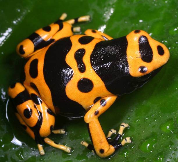 istock Bumblebee Poison Dart Frog 1136394015