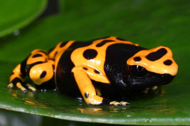 istock Bumblebee Poison Dart Frog 1136394017