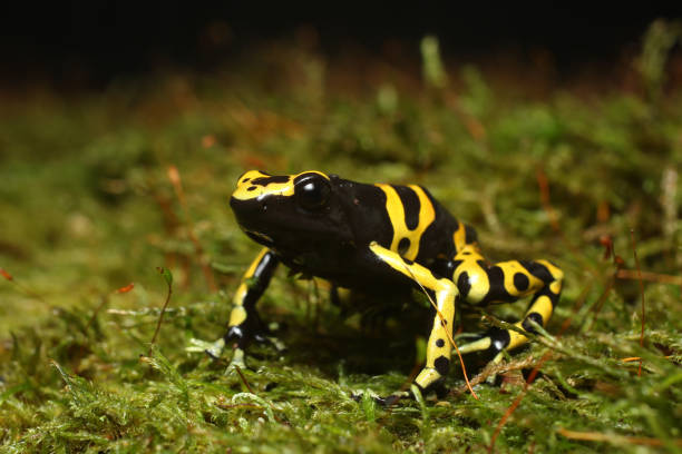 istock Bumblebee Poison Dart Frog 1136394030