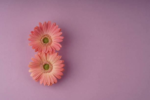 istock women day template with daisy flowers on purple 1136394038