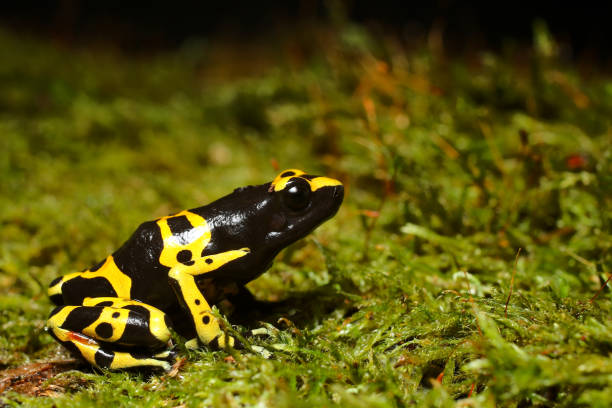 istock Bumblebee Poison Dart Frog 1136394067