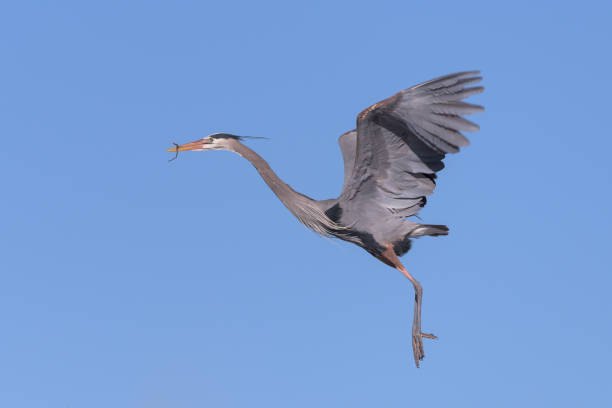 istock Great Blue Heron In Flight in a Clear Blue Sky 1136395080