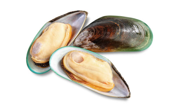 Three raw New Zealand mussels