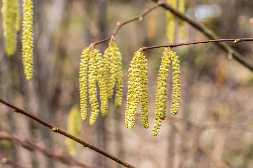 Yellow flowering earrings of an alder tree Alnus in early spring