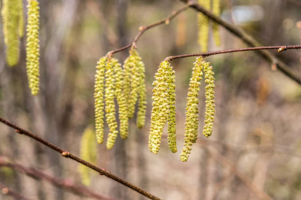 brincos de florescência amarelos de uma árvore do amieiro alnus na mola adiantada - 1824 - fotografias e filmes do acervo