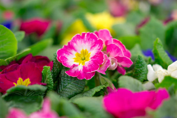 Perennial primrose or primula.