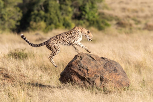 istock Cheetah leaps onto a rock in the Masai Mara 1136396488