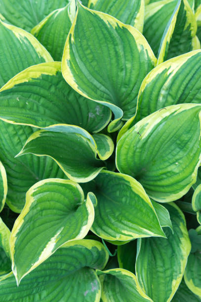 Beautiful vibrant motley hosta plant close up, white green background. Corrugated leaves hosts, tropical concept Beautiful vibrant motley hosta plant close up, white green background. Corrugated leaves hosts, tropical concept veining stock pictures, royalty-free photos & images
