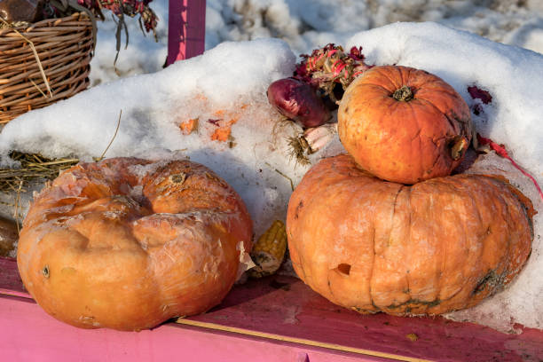 istock Old rotten pumpkin partially covered with snow 1136397172