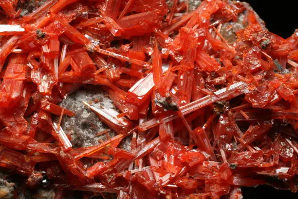 bright red-orange elongated translucent Crocoite Crystals from Adelaide Mine, Dundas mineral field, Zeehan District, West Coast municipality, Tasmania, Australia