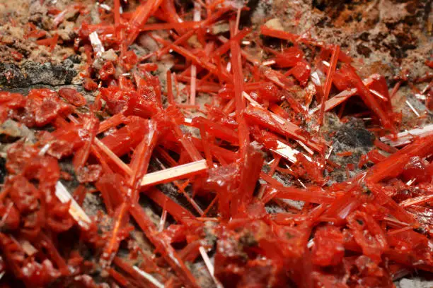 bright red-orange elongated translucent Crocoite Crystals from Adelaide Mine, Dundas mineral field, Zeehan District, West Coast municipality, Tasmania, Australia