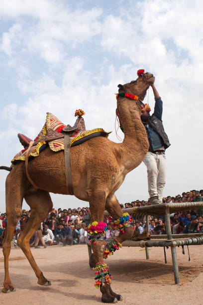 인도 라자 스 탄 축제에서 낙 타 춤 - pushkar camel fair 뉴스 사진 이미지