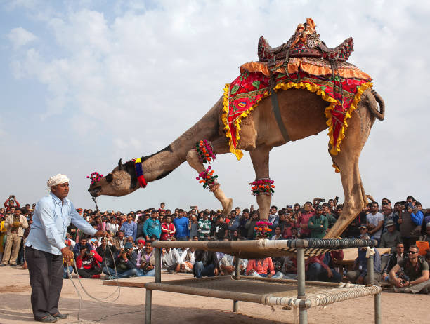 인도 라자 스 탄 축제에서 낙 타 춤 - pushkar camel fair 뉴스 사진 이미지