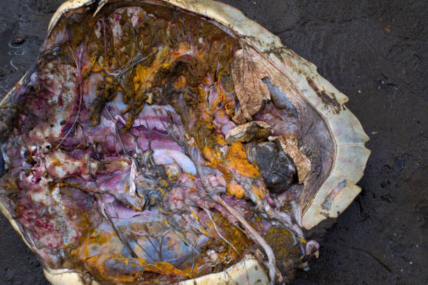istock Close up view of butchered sea turtle 1136399087