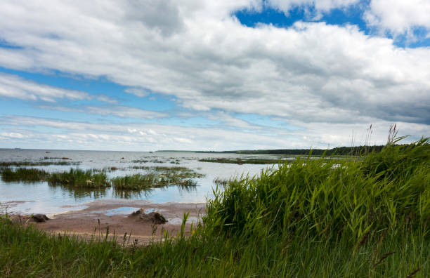 die sandige küste des finnischen meerbusens mit gras - finnischer meerbusen stock-fotos und bilder