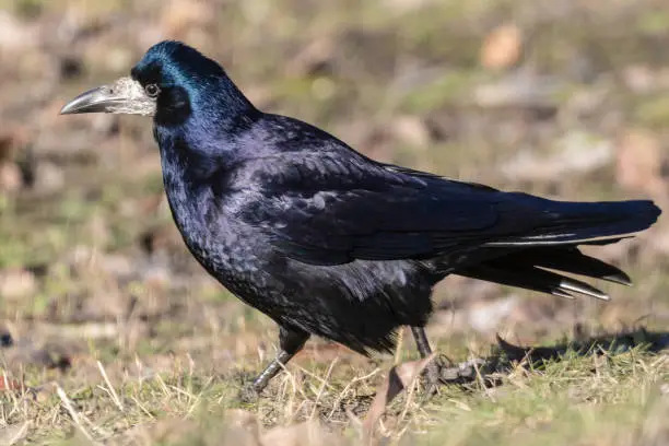 A black rook bird stands on the ground and looks ahead on a bright sunny day. Black feathers shimmer in different colors. On the background of green grass.