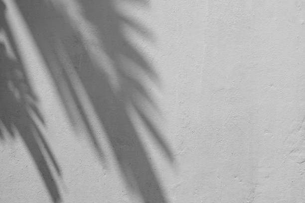 istock Black and White abstract background textuer of shadows leaf on a concrete wall 1136401378