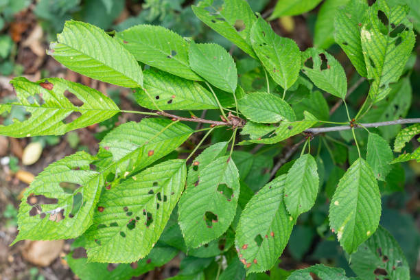 istock Forests, trees, leaves and pests concept. 1136401387