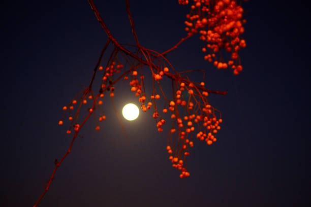 moonlight with shadows of leaves