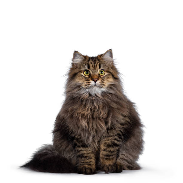 istock Cute friendly classic tabby Siberian cat kitten with amazing fur, sitting facing front with tail curled around body. Looking curious at camera with big yellow eyes. Isolated on white background. 1136403792
