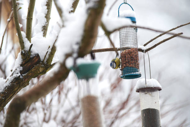 istock blue tit on feeder in the snow 1136404033