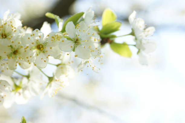 istock flowers of apple 1136404085