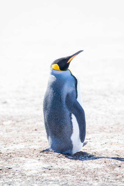 istock cute wild animal loves his freedom 1136404122
